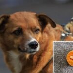 Alarma en Medellín por envenenamiento de perros en La América