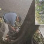 Investigan daños químicos a árboles públicos en Santa Mónica