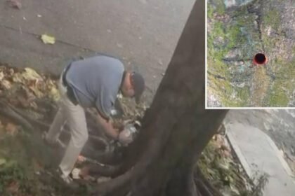 Investigan daños químicos a árboles públicos en Santa Mónica