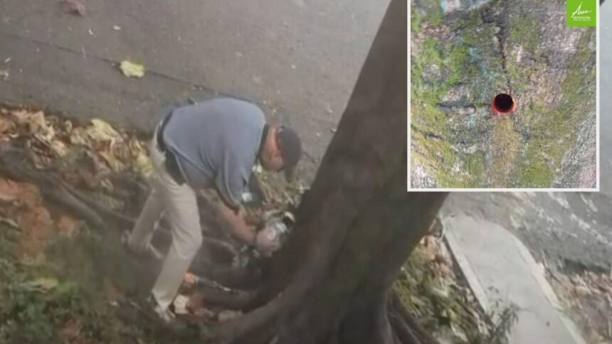 Investigan daños químicos a árboles públicos en Santa Mónica