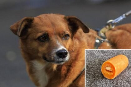 Alerta en La América, Medellín, por envenenamiento de perros