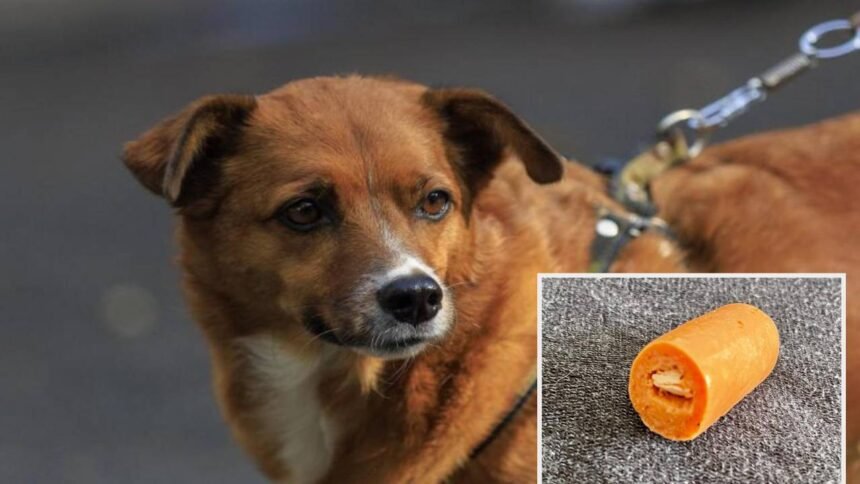 Alerta en La América, Medellín, por envenenamiento de perros